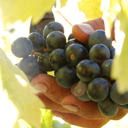 Vignes & Terroir