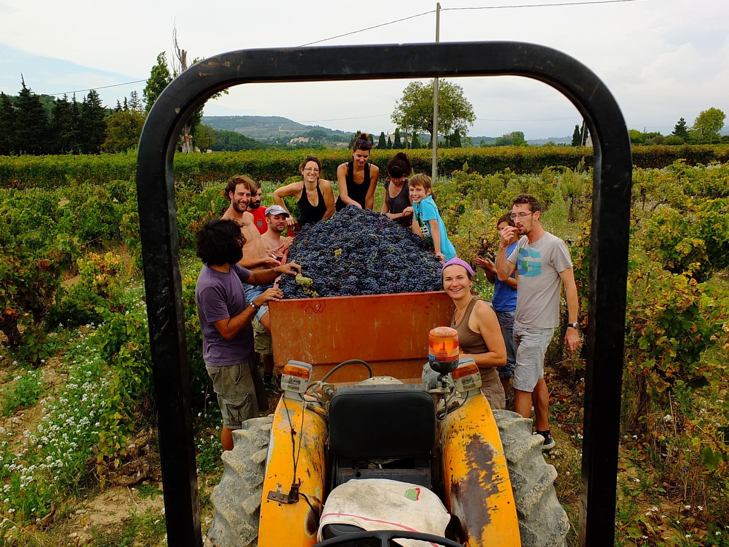 Vendanges 2014